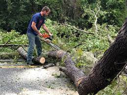  Montrose, PA Tree Removal Services Pros